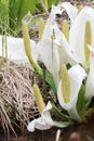 Asian skunk-cabbage Lysichiton camtschatcensis, white flowers with spadix Royalty Free Stock Photo